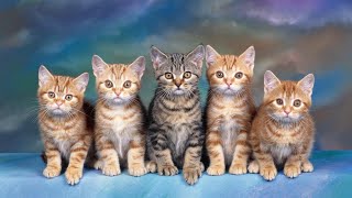 Cat Breeds Quiz #cat