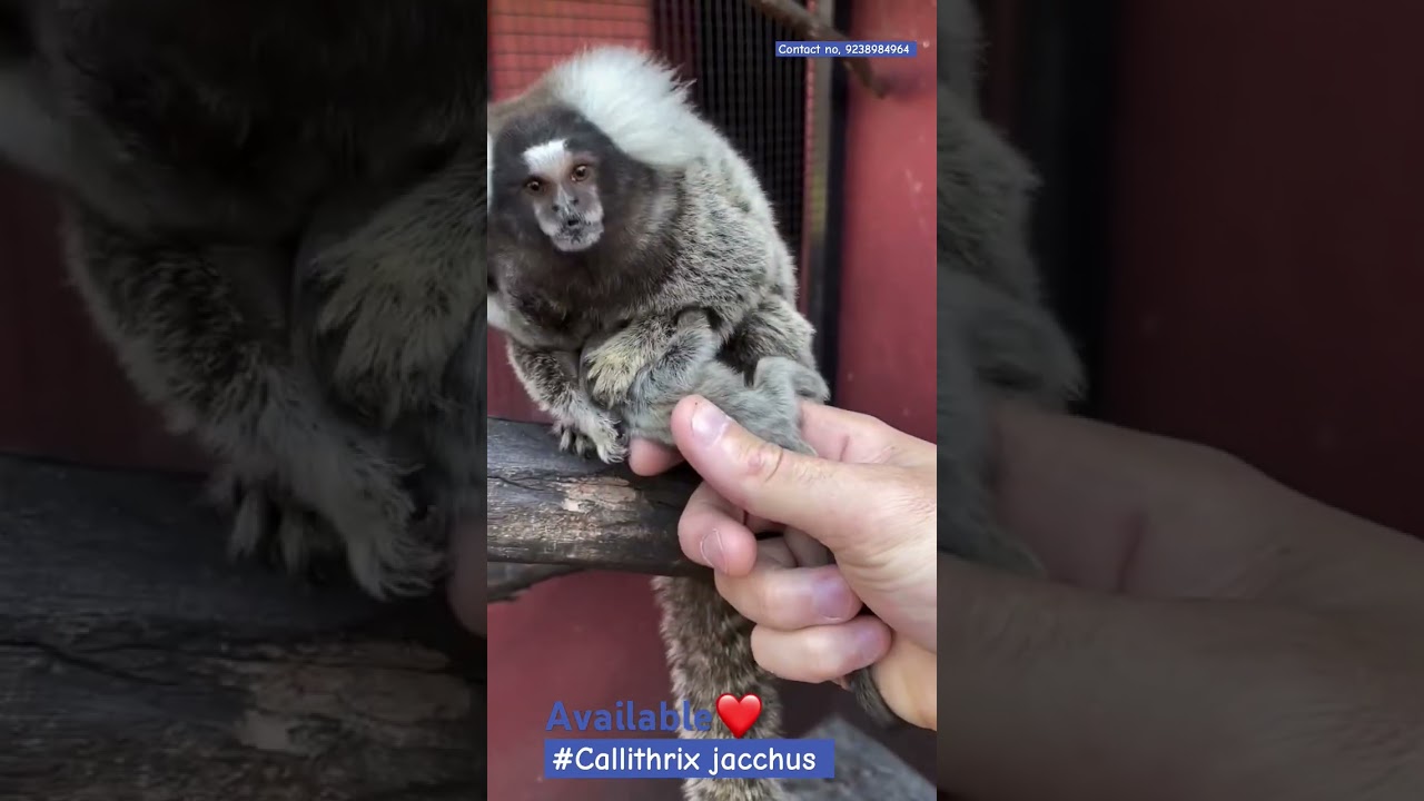 Callithrix jacchus available own order 
