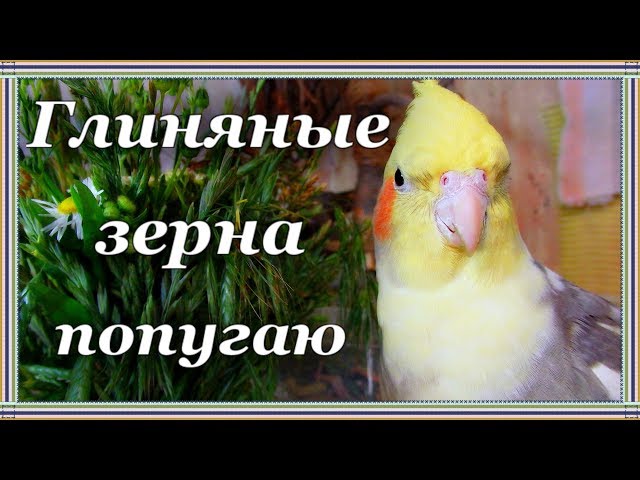 Күйеуі желін соратын Түрік секс актерлері