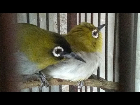 Burung Pleci Black Caped Ngriwik Kasar Youtube