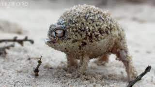 A tiny angry squeaking Marine
