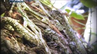 Ang Pinaka Flying Dragon Is The Most Amazing Philippine Species