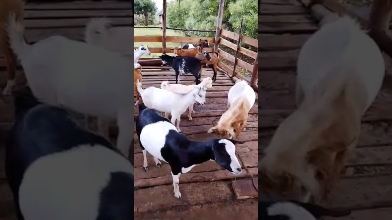 Local Goats