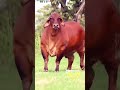 Touro Brahman | Boi | Raça Brahman | Vaca Brahman | Marruco
