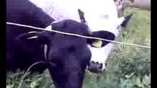 Vacas Lesbianas Guide