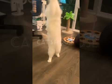 Drunk Cat 😬