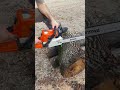 Stihl Ms 250 ağaç kesimi