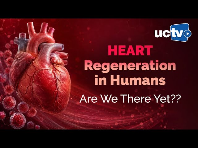 Can Stem Cells Repair a Damaged Heart?