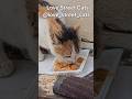 Feeding stray cats helps them live healthier lives 🐈🥣