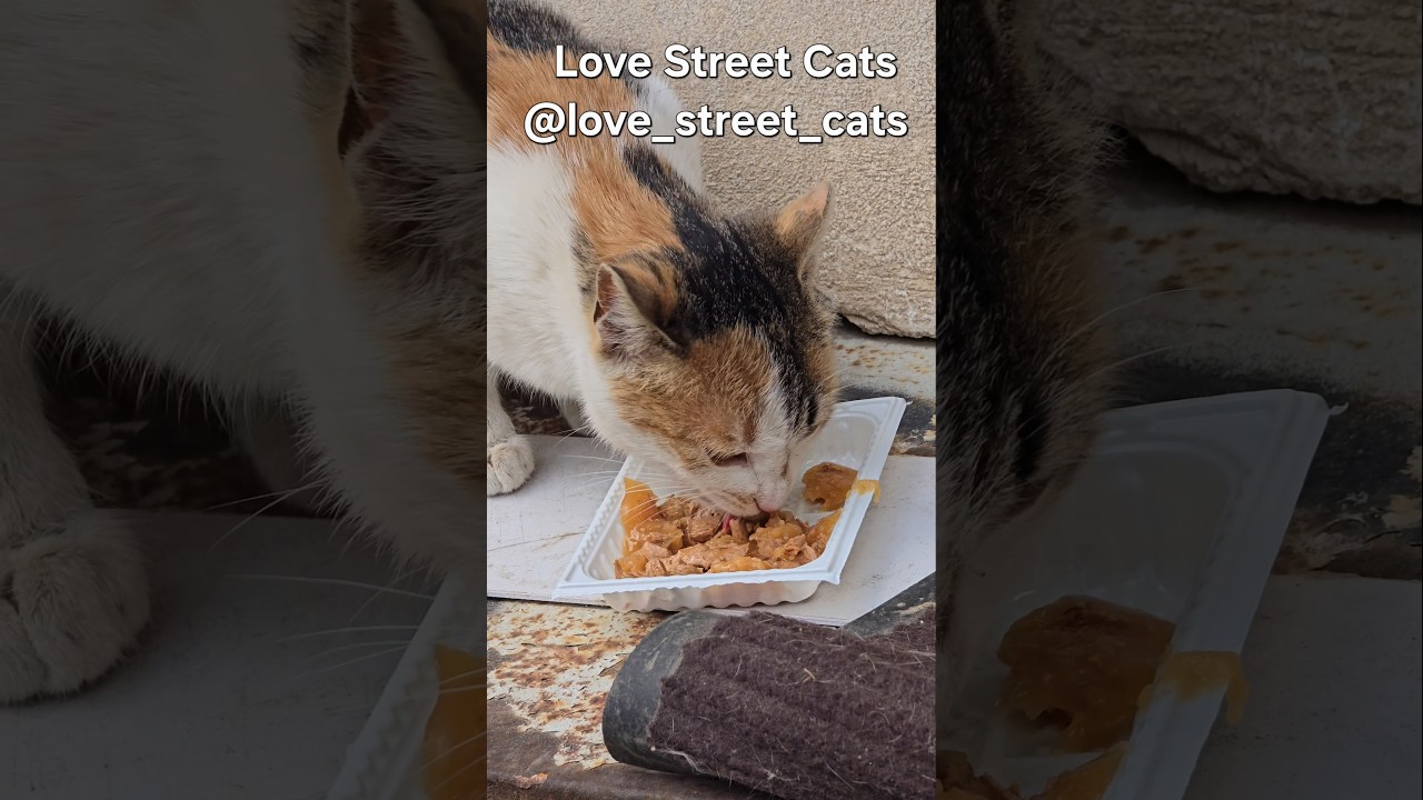 Feeding stray cats helps them live healthier lives 🐈🥣