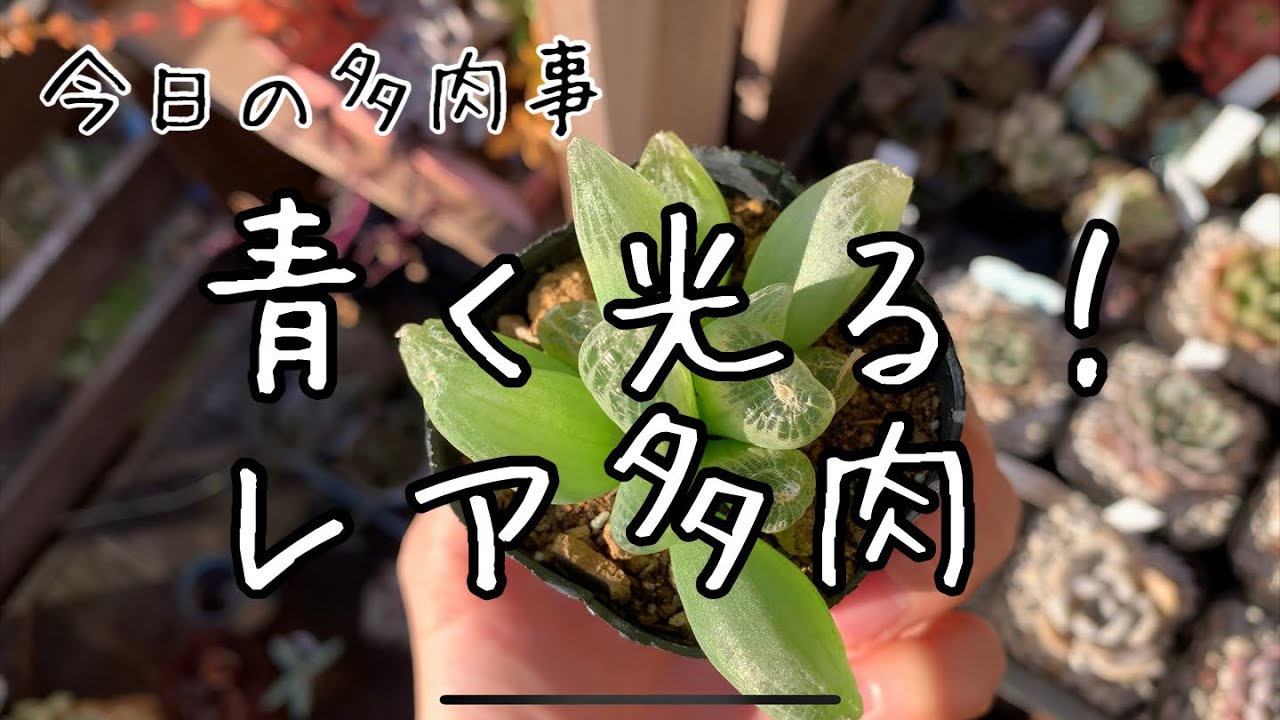 Today's succulent] A rare succulent that glows blue! - YouTube