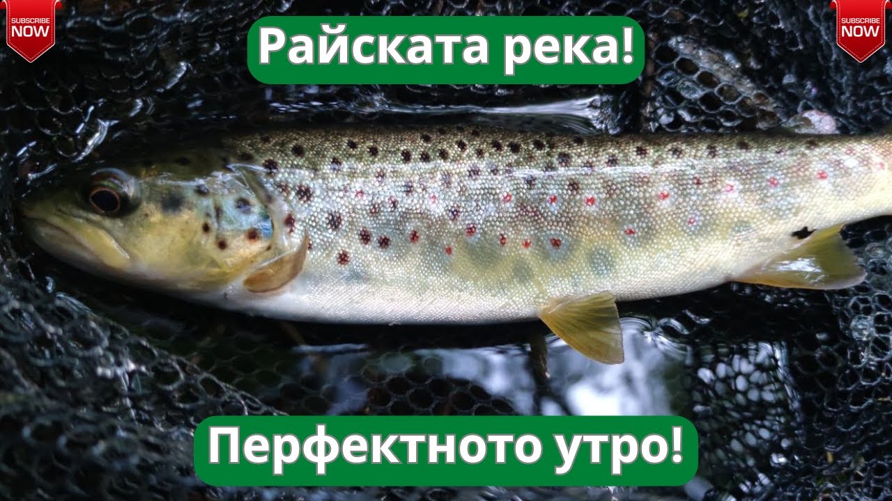 Райската река - перфектното утро!