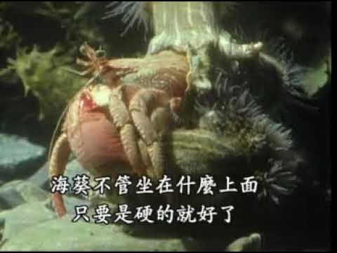寄居蟹與海葵的共生與捕食的章魚241 Youtube 寄居蟹與海葵的共生與捕食的章魚241 Youtube