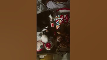 The tuxedo cat  real life Garfield #chefboyardee #oreo #theplumbingmascot