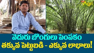 Bamboo Farming Benefits | వెదురు బొంగులు పెంపకం..! తక్కువ పెట్టుబడి.. ఎక్కువ లాభాలు..!! Tone Agri