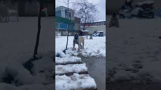 TÜRK ASLANLARI ?? kangal kangalköpekleri kangaldog anadoluçobanköpeği puppyvideos shorts