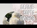 Обзор белых сортов пионов Обзор белых сортов пионов