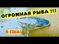 МАЛЕНЬКАЯ ГОРНАЯ РЕКА - ОГРОМНАЯ РЫБА! РЫБАЛКА НА БЕЛОГО ОСЕТРА НА СЕВЕРО - ЗАПАДЕ США.