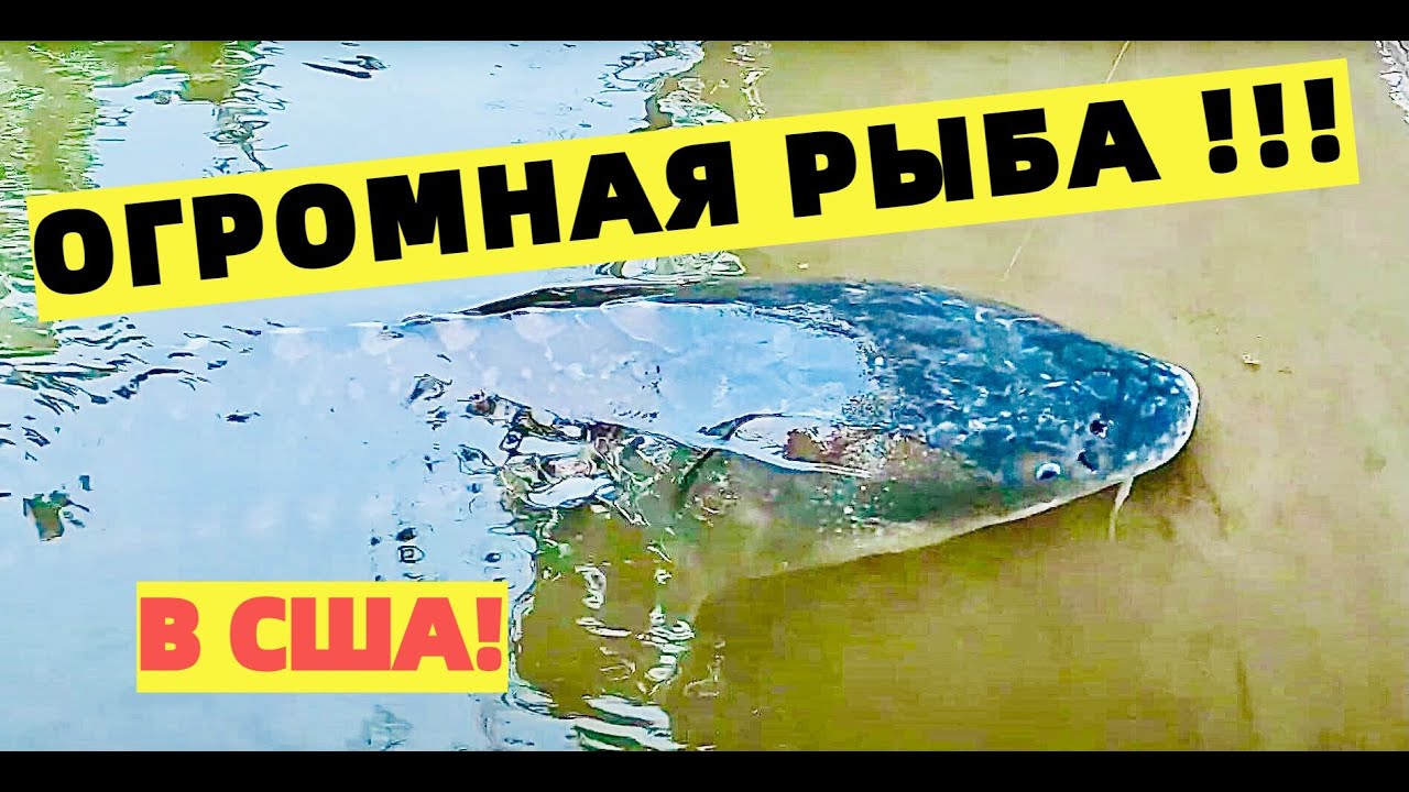 Осетр реальная рыбалка волга