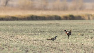 Iowa Pheasant and Quail Hunting | The Flush: Season 10, Episode 5