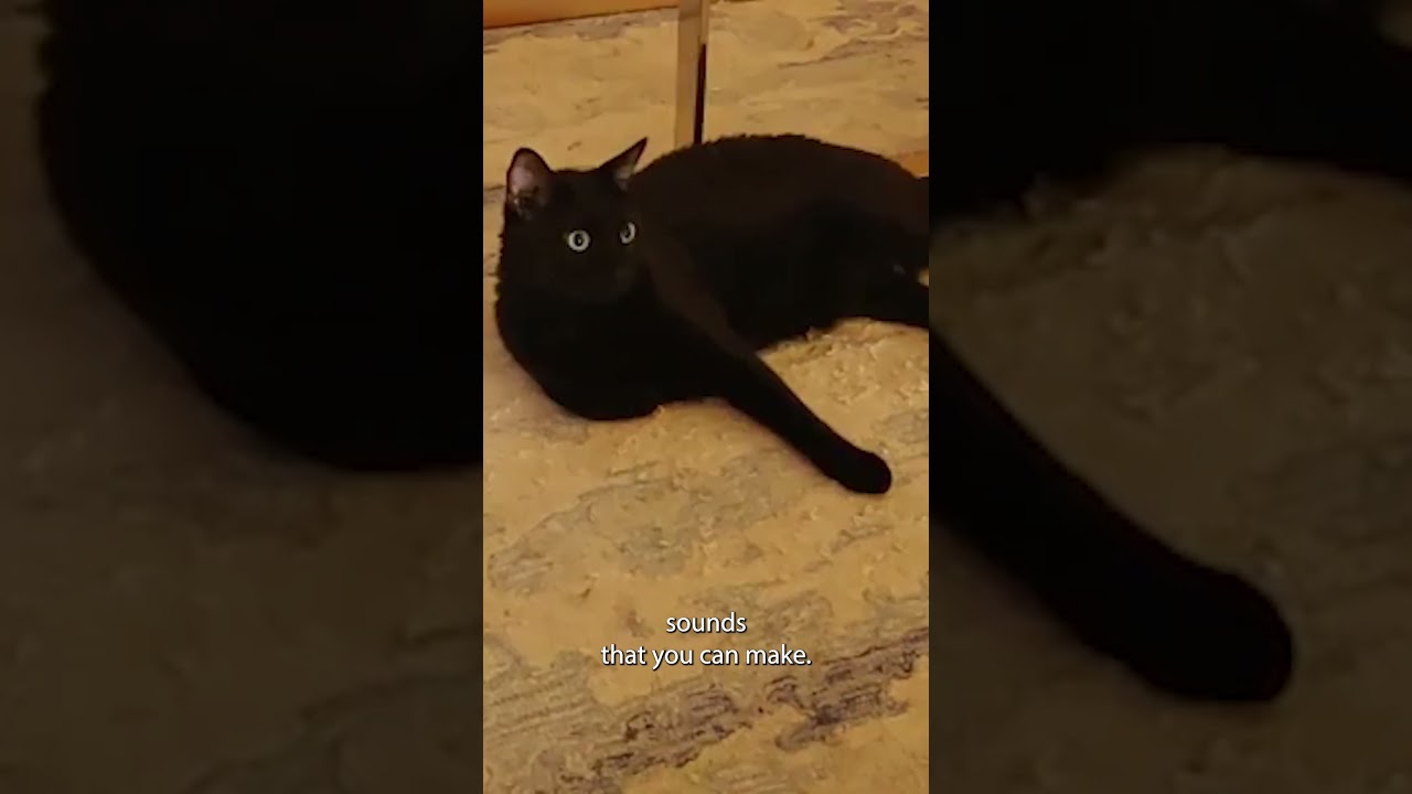 Did You Know Cats Can Make Almost 100 Different Sounds? #shorts #coolcats #catcomedy #catlovers