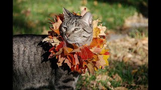 Кошки- лови ощущение осени Кошки- лови ощущение осени