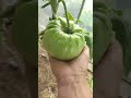 Уже и не ждала! 21 октября 2022 г.(2)