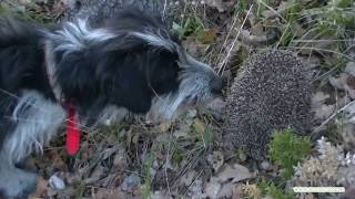 Собака в первый раз увидела ежа. The dog saw the hedgehog for the first time.