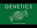 DNA &amp; GENETICS - A-level Biology