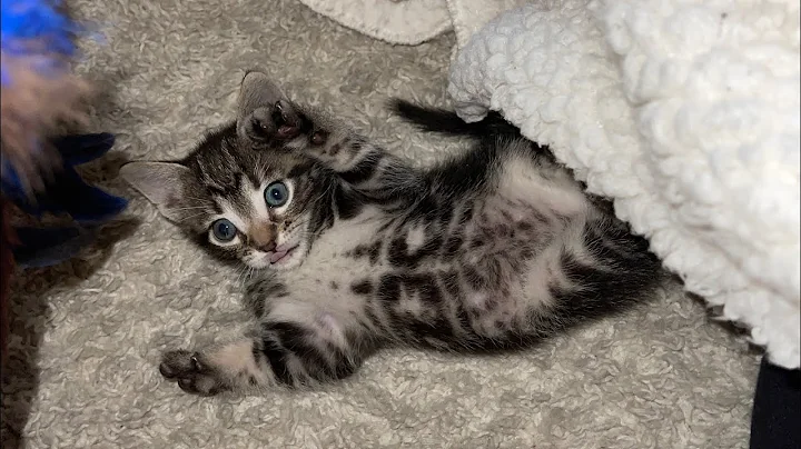 My kitty Oliver growing up..Tabby