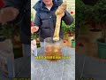 三角梅粗枝條超簡單的繁殖方法#花卉綠植 #三角梅 #養花小知識 #扦插