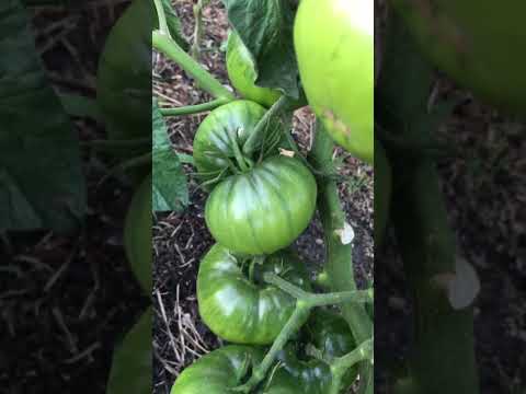 Video: Tomaatti Chernomor: valokuva kuvaus, ominaisuudet, tuotto, arvostelut
