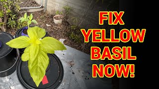 How to fix hydroponic yellow basil stemming from an iron deficiency that is actually a PH issue.