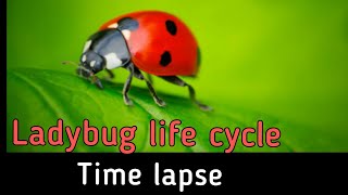 Ladybug life cycle - Time lapse #planetearth #vedantacademybrahmavar