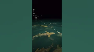 Sharks Take A Bite Out Of Crocodile Off The Coast Of Australia S Northern Territory 10 News First 