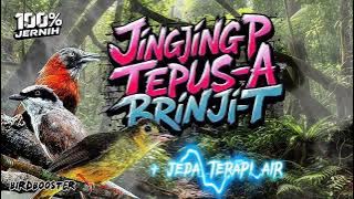 MASTERAN BURUNG WAJIB 2025!! Nembak Nyrecet Ngekek   Jeda Terapi Air