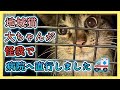 【地域猫大ちゃんがケガして病院へ… 😿】治療の記録