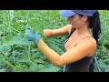 Israel tomato farming. tamatar ki kheti e Israel technique@SUCCESS FARMING उन्नत खेती