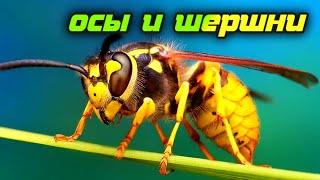 Один Укус Шершня Может Быть Смертельным. Как Защититься От Ос И Шершней