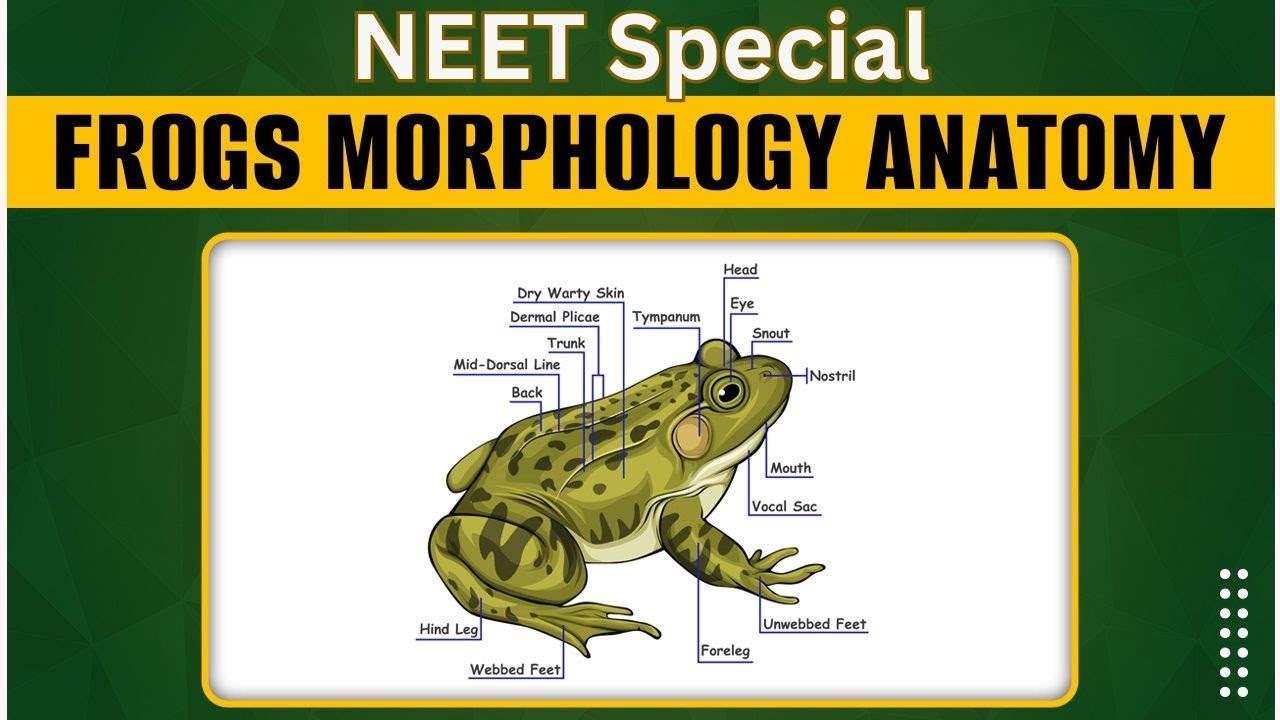 Frog Morphology Explained: Anatomy and Adaptations of Amphibians II ...