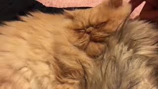 Cute Persian Cat Loves Chin Rubs by Persian Cat Corner 975 views 3 years ago 1 minute, 43 seconds