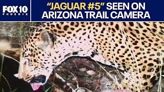 New jaguar spotted in southern AZ, 5th documented since 2011 l FOX 10 Phoenix