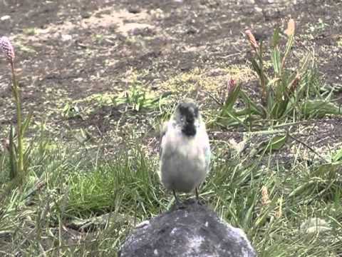 White-winged Snowfinch - Цасны Богшоодой /Montifringilla nivalis/ 