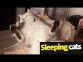 Sleeping Cats Compilation - Adorable Cats Asleep