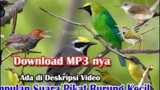 Kumpulan Suara Pikat Semua Jenis Burung Kecil, Boleh Request