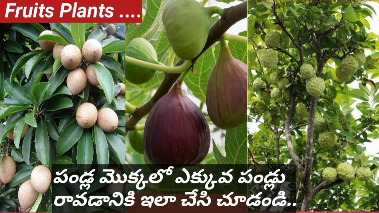 How to Grow Fruit Plants in Pots/ Best Fruit plants for terrace Guidance in