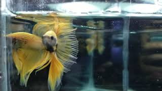 ikan cupang halfmoon yellow banana