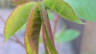 Tim Hughes - Consuming Fire_(audio) extended_live_ with lyrics