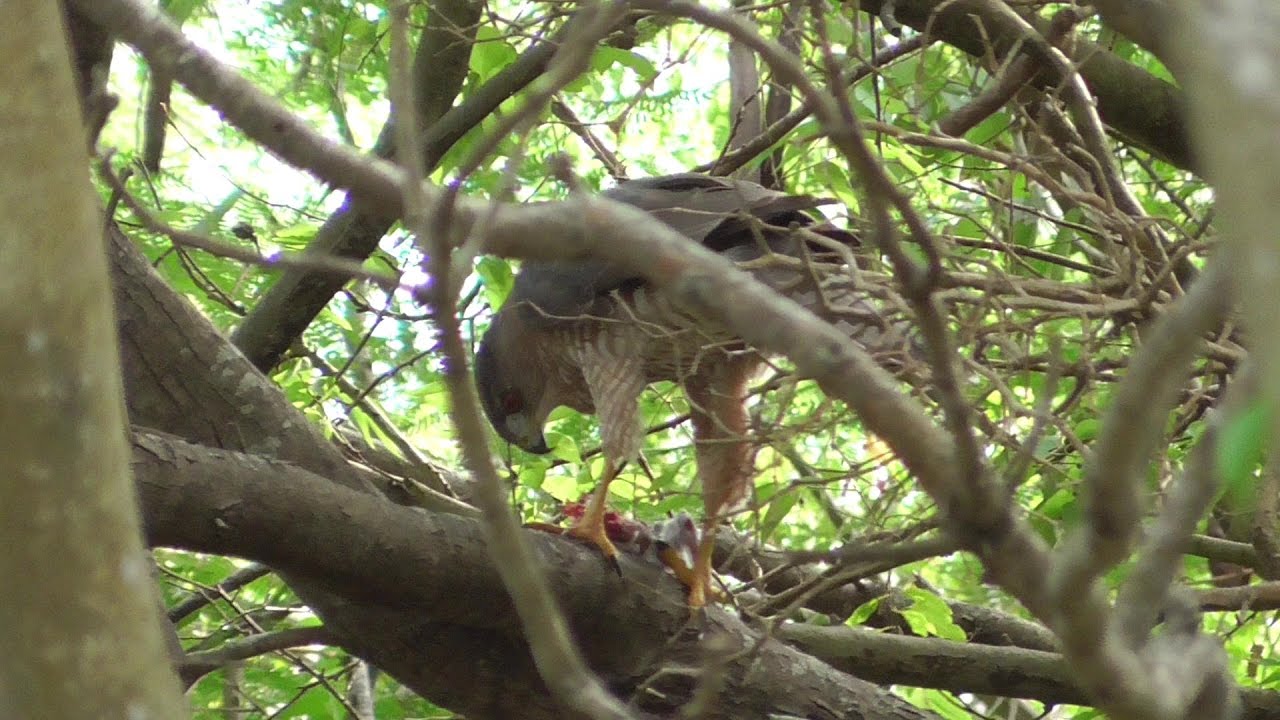 Cooper's Hawk eating a bird. South Padre Island YouTube