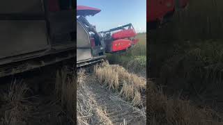 ធ្លាយក្រពះ #youtubevideo #instalike #ytshorts